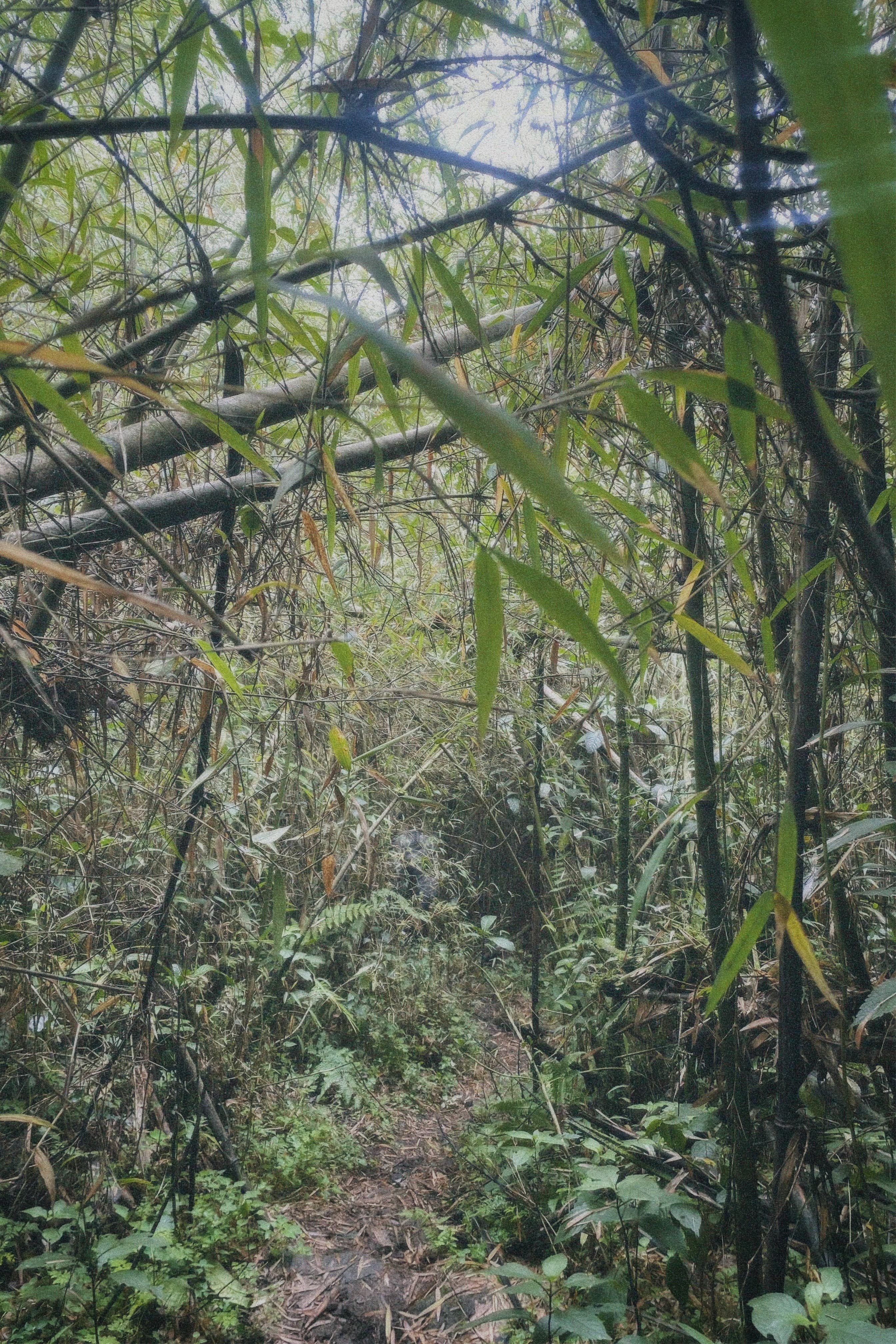 Yushania alpina (African alpine bamboo)