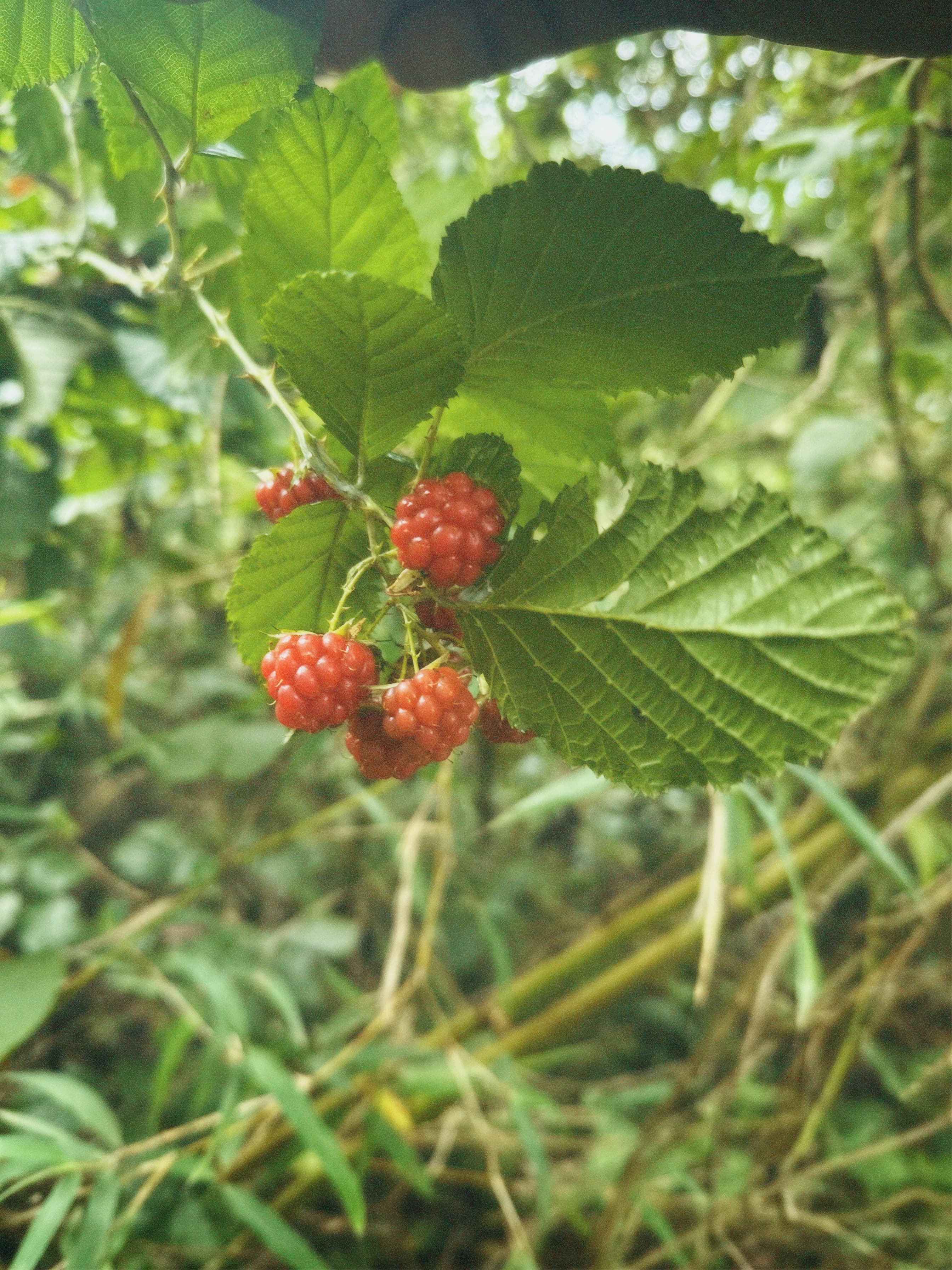Prunus africana (African cherry tree)
