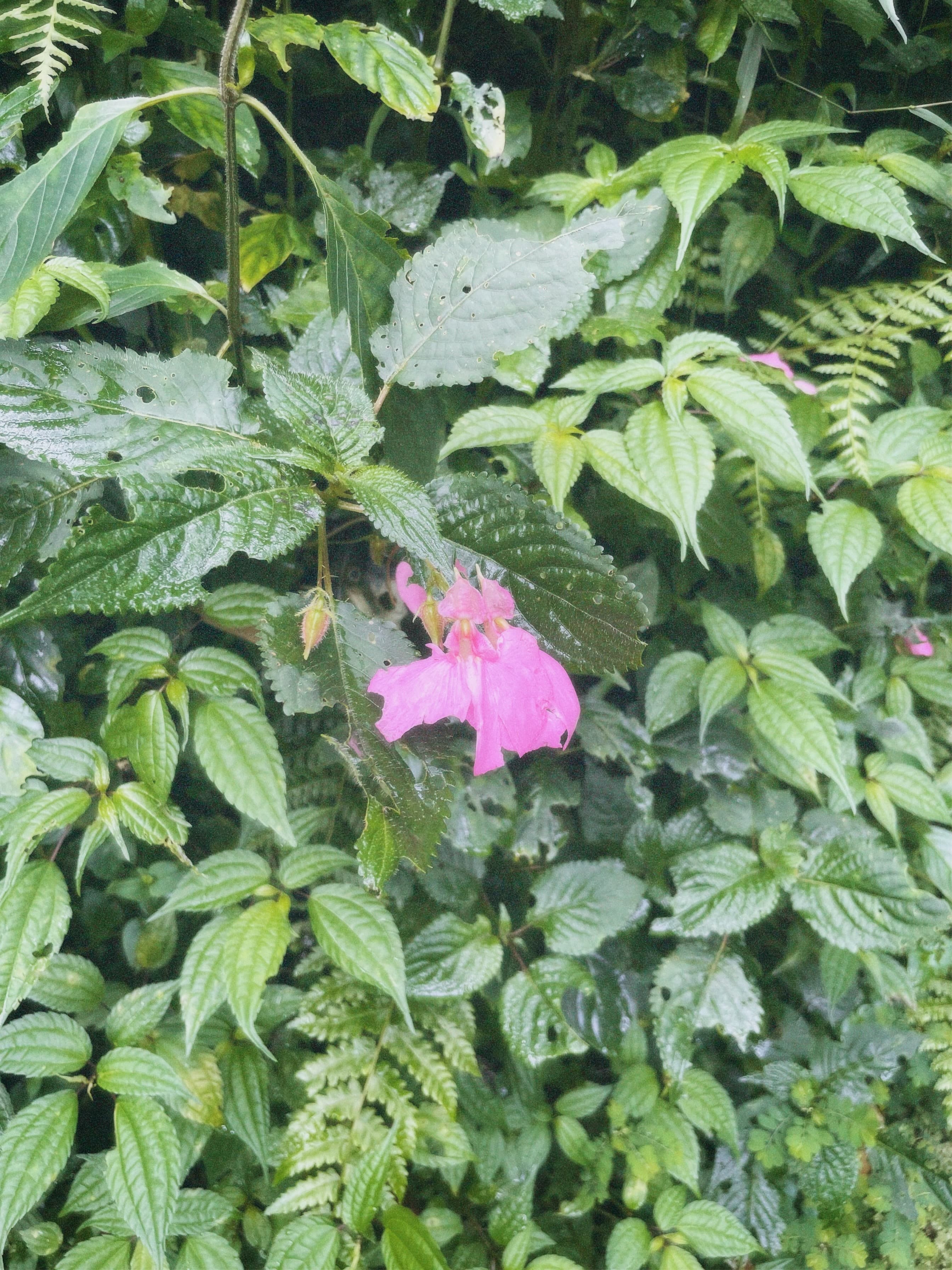 A salty edible flower called Impatiens