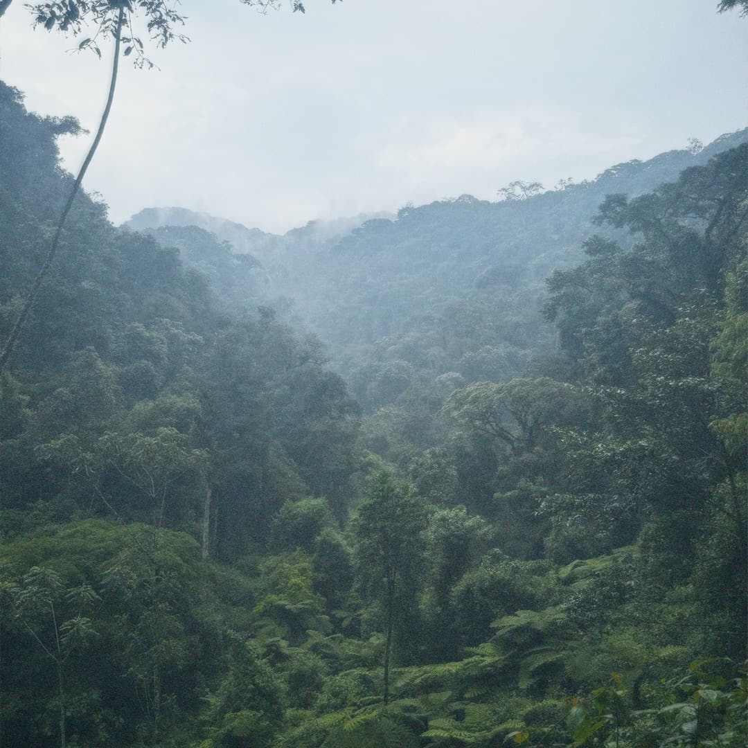IBIMANUKA’s First Adventure: Nyungwe National Park