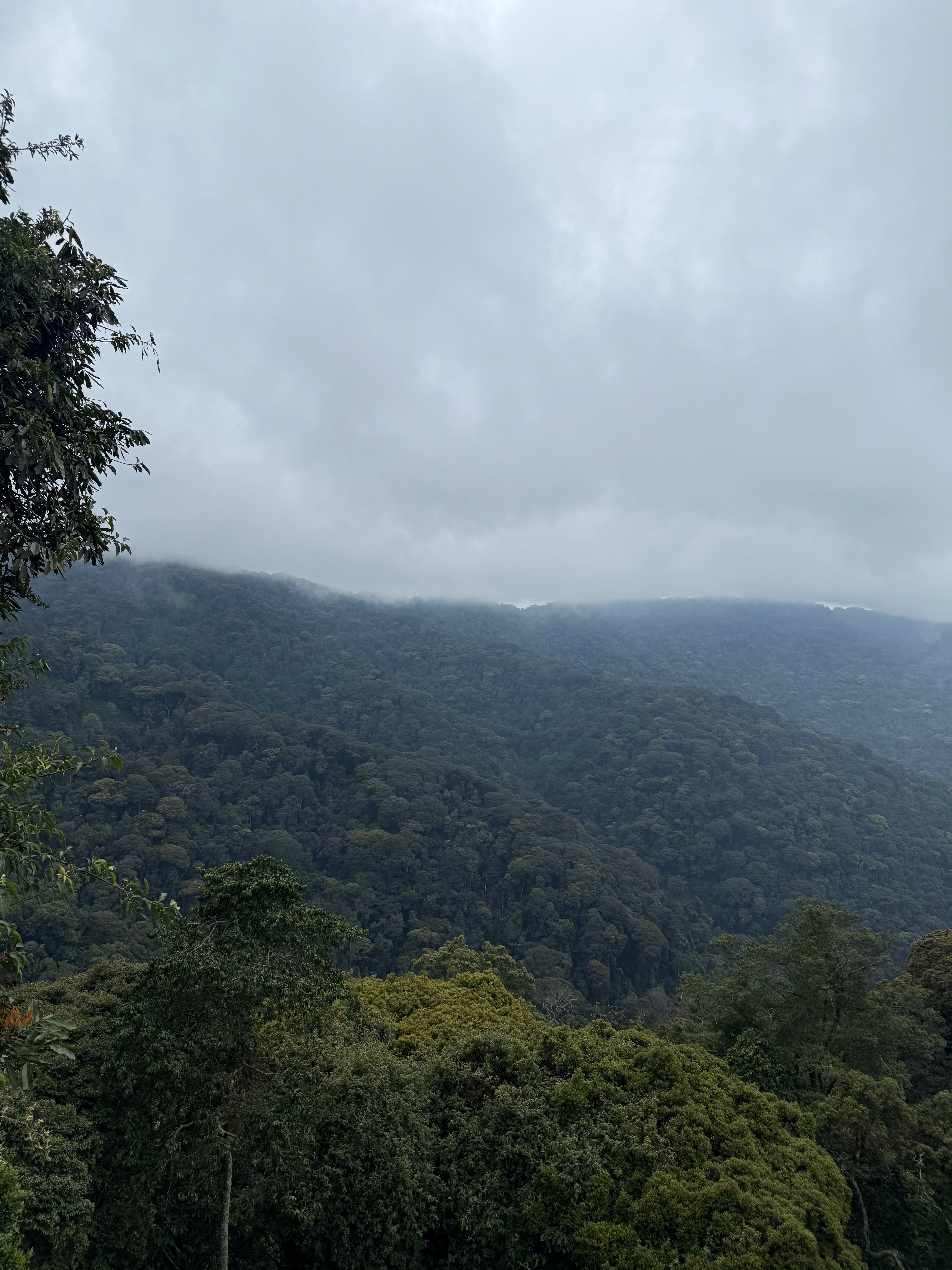 Nyungwe Forest