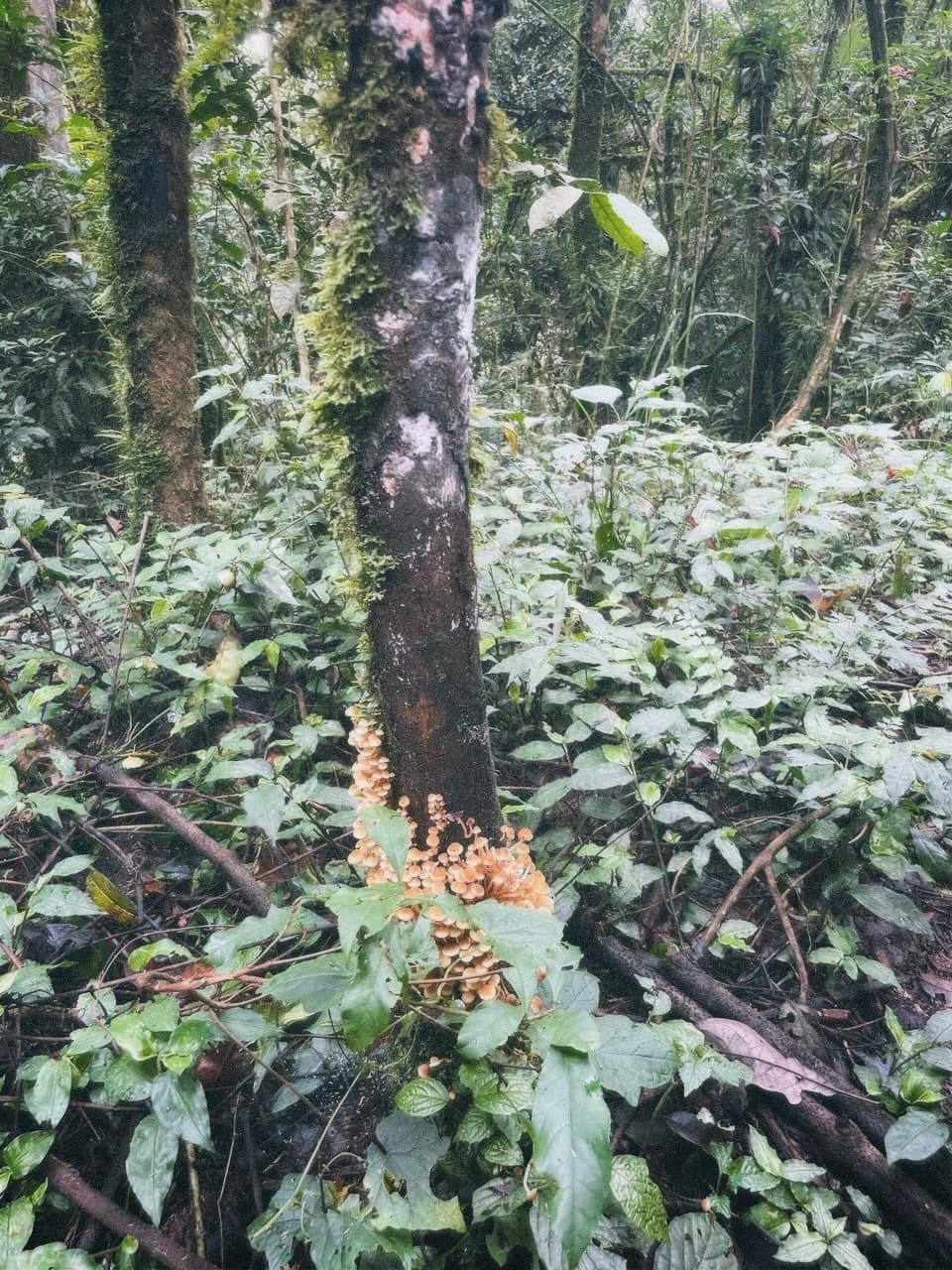 Yellow mushrooms