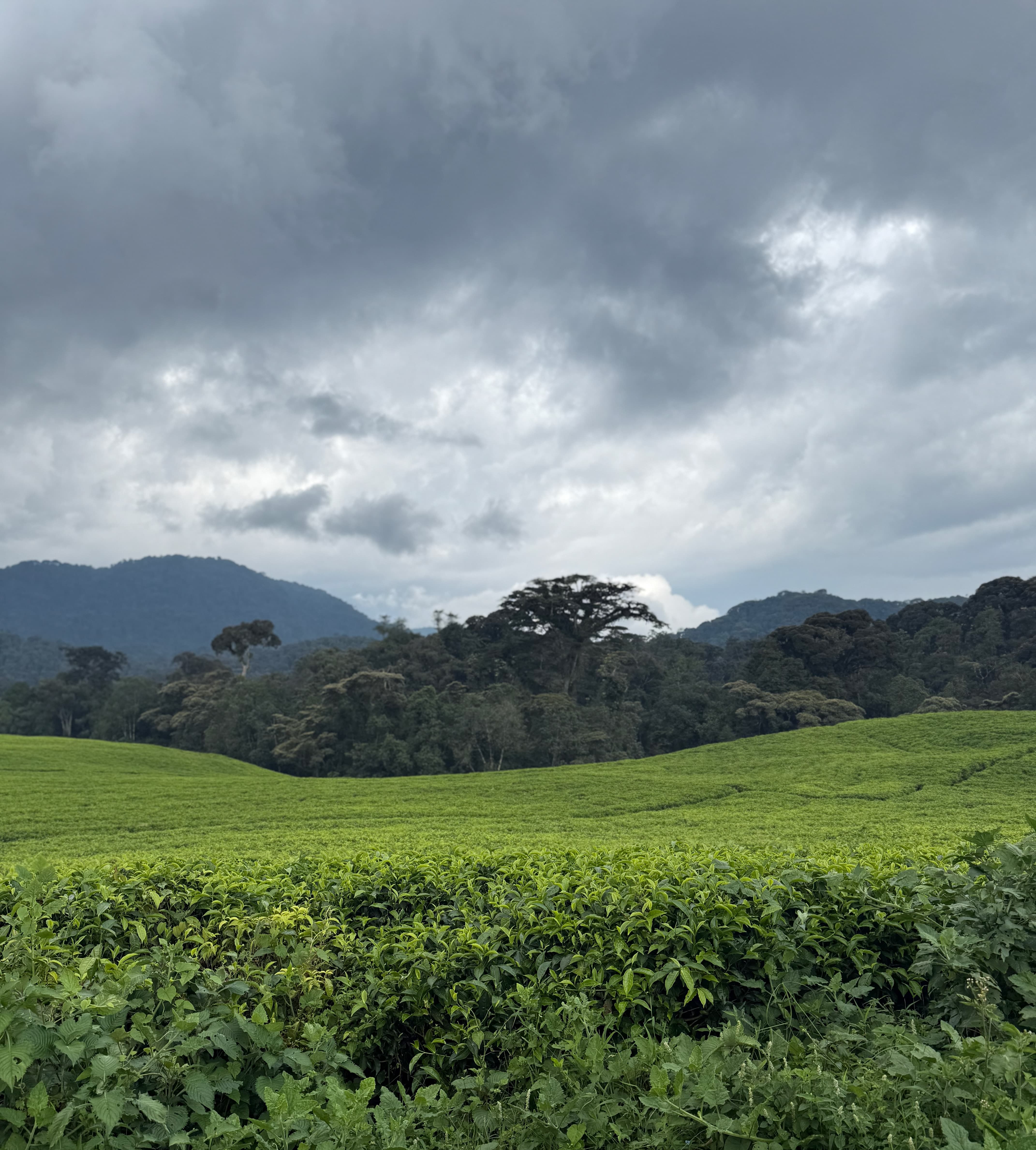 Tea Plantation