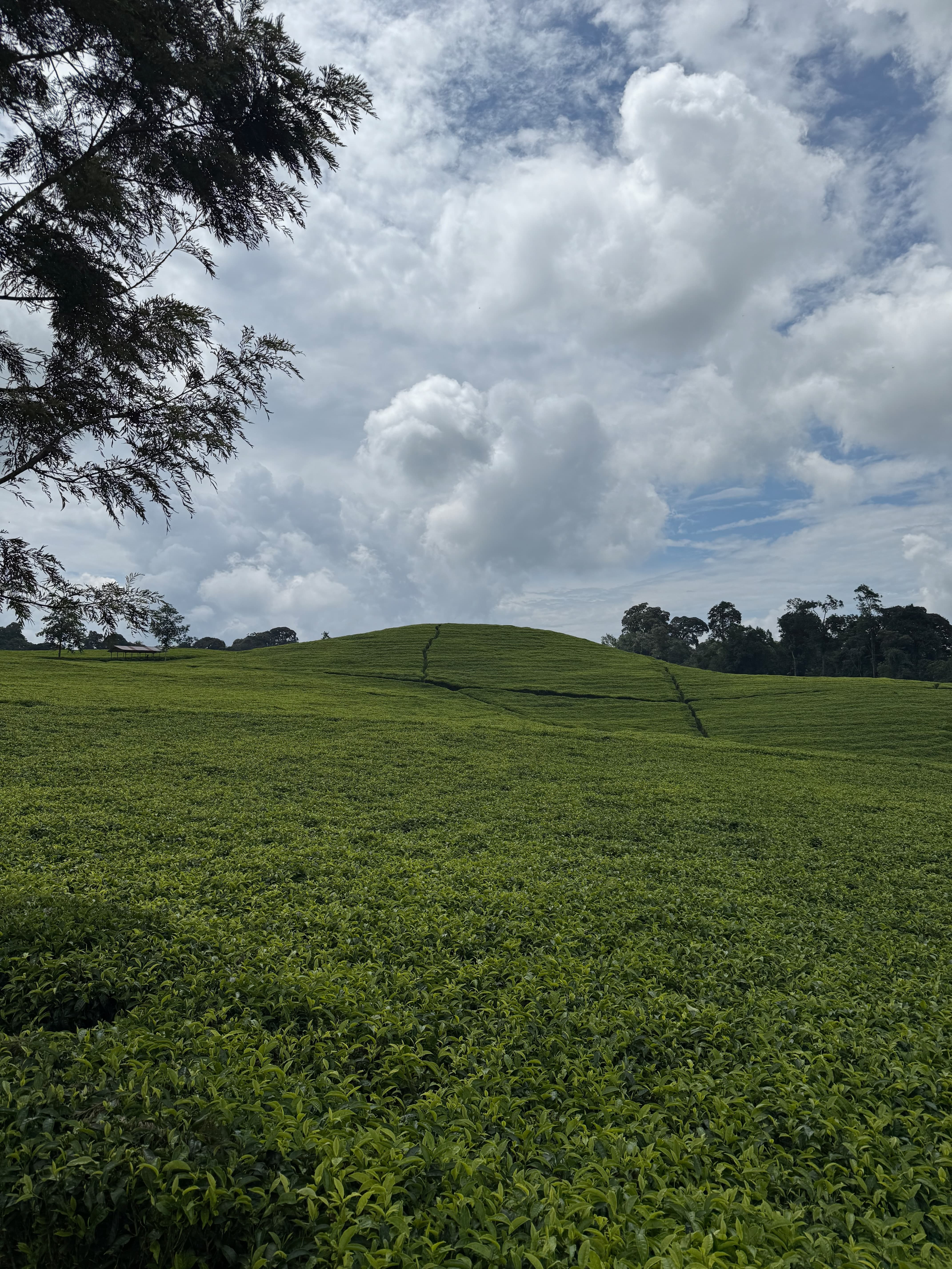 Tea Plantation