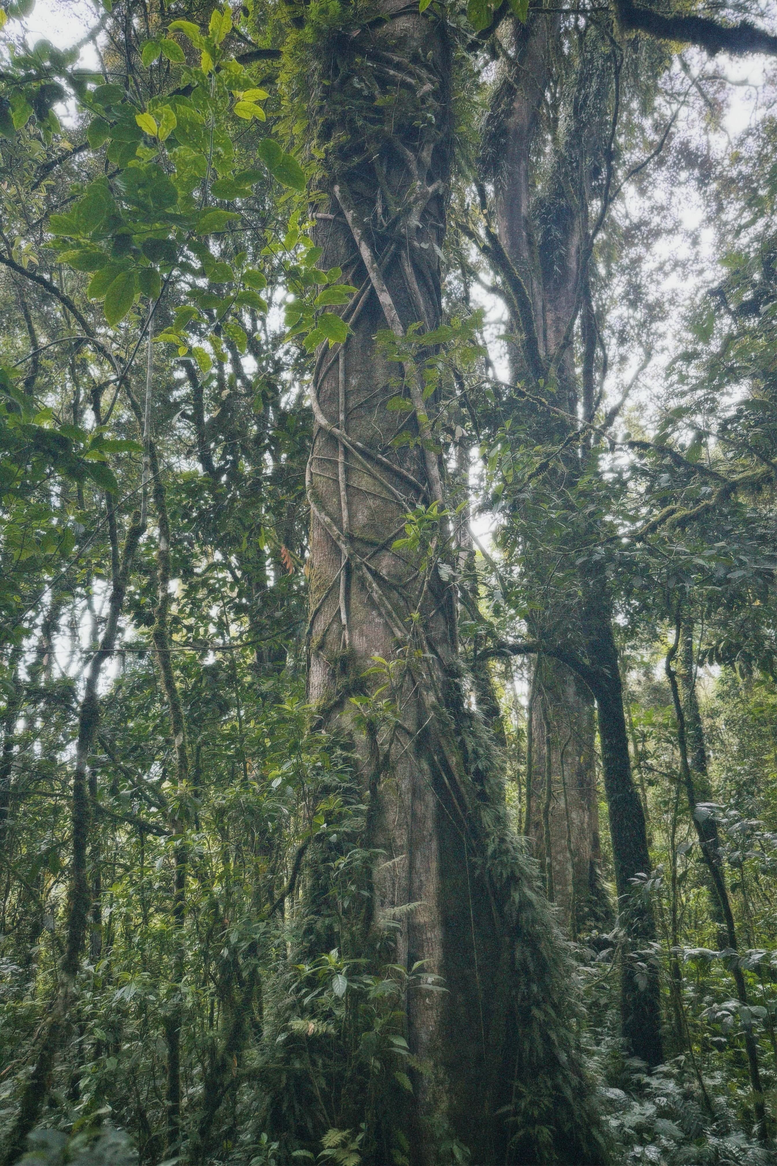 Parasitic plant around another tree.
